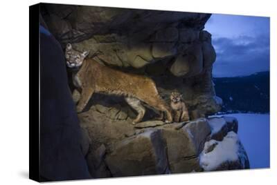 CANVAS Mountain Lion in Snowfall Art print POSTER